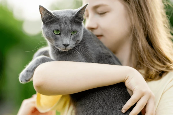 this image give detailed information an=bout the elegance of russian blue kittens for sale near me https://russianbluekittenforsale.com