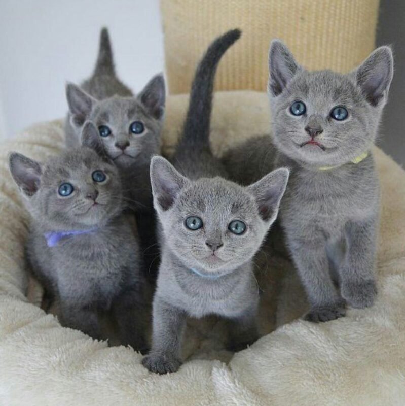 https://russianbluekittenforsale.com