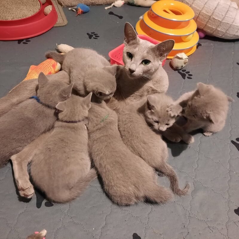 https://russianbluekittenforsale.com