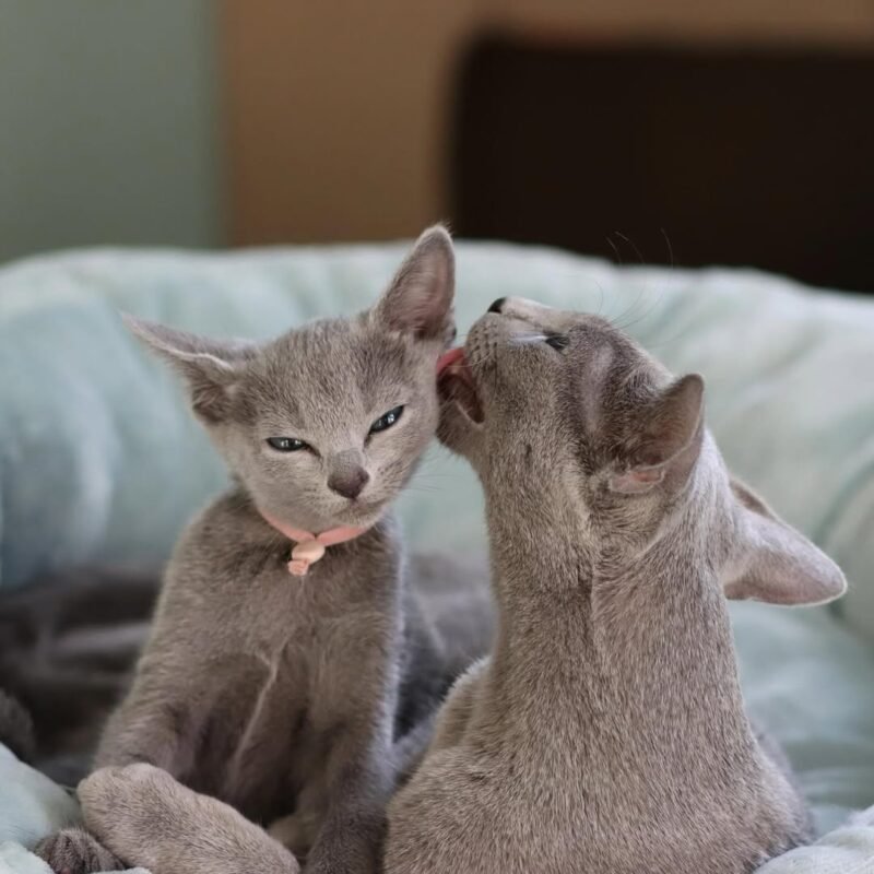 https://russianbluekittenforsale.com