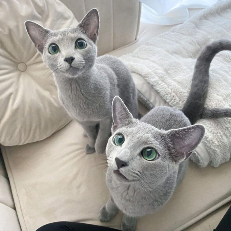 https://russianbluekittenforsale.com