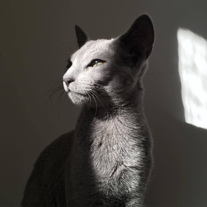 this text shows a russian blue kitten