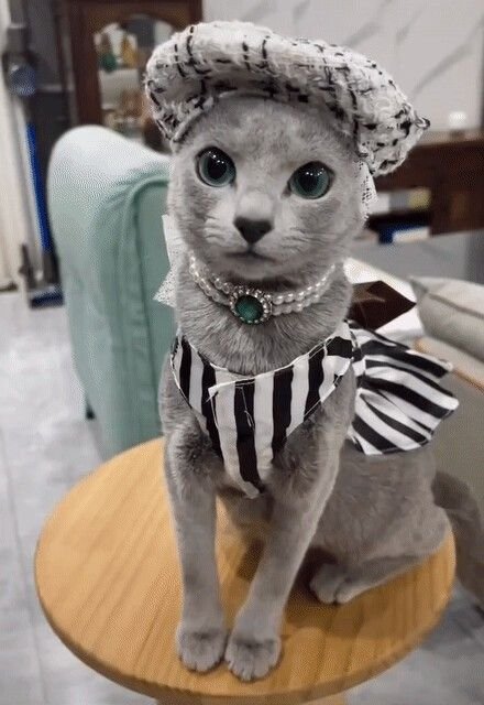 https://russianbluekittenforsale.com