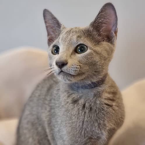 Russian Blue Cats for Sale